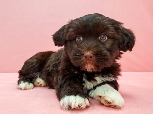 Havanese DOG Male Chocolate 21673 Petland Las Vegas, Nevada