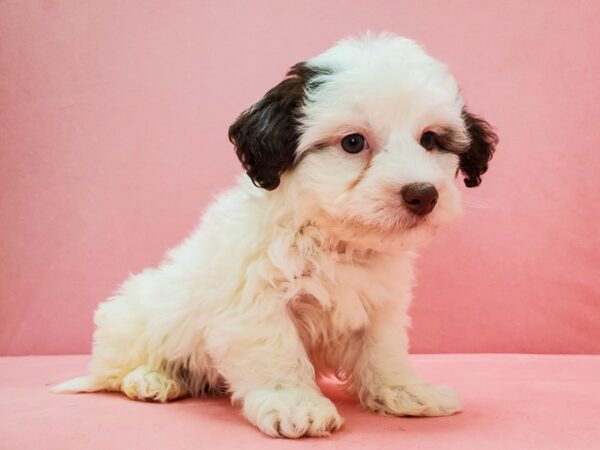 Havanese DOG Male White / Chocolate 21674 Petland Las Vegas, Nevada