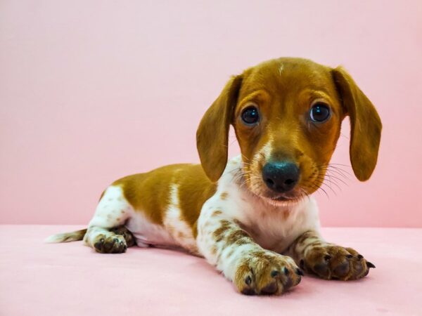 Dachshund DOG Male Red 21668 Petland Las Vegas, Nevada