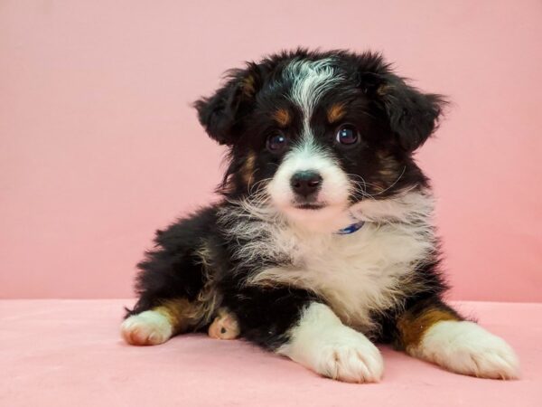 Toy Australian Shepherd DOG Male Black 21666 Petland Las Vegas, Nevada