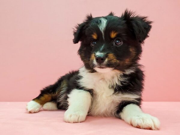 Toy Australian Shepherd DOG Male Black 21667 Petland Las Vegas, Nevada