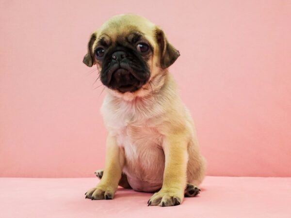 Pug DOG Female Fawn 21691 Petland Las Vegas, Nevada