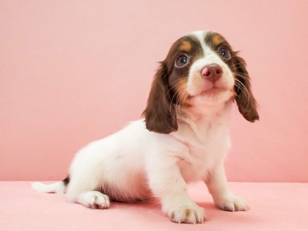 Dachshund DOG Male Chocolate / Tan 21685 Petland Las Vegas, Nevada