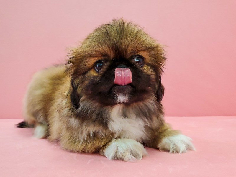 Red pekingese sales