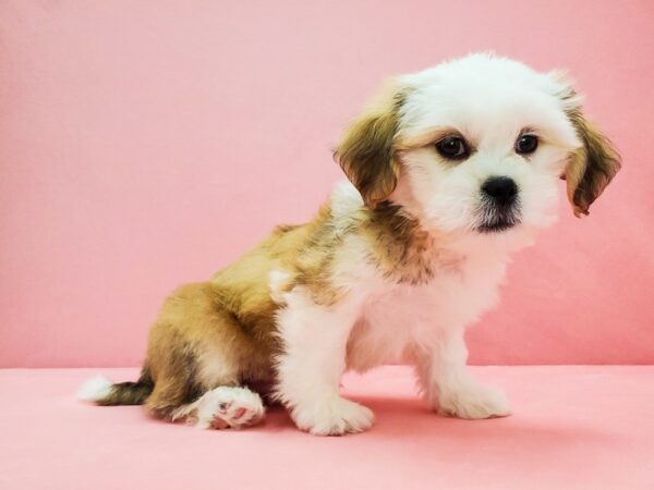 Lhasa Apso DOG Male Golden 21706 Petland Las Vegas, Nevada