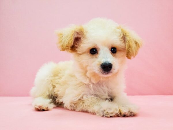 Mini Aussie Doodle DOG Male Cream 21708 Petland Las Vegas, Nevada