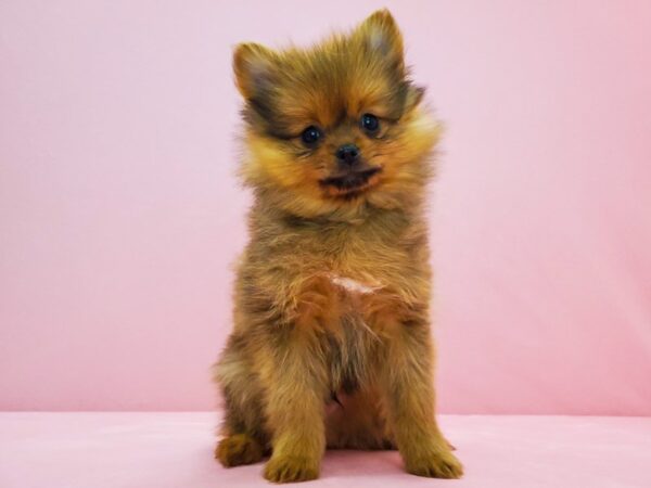 Pomeranian DOG Male Red 21690 Petland Las Vegas, Nevada