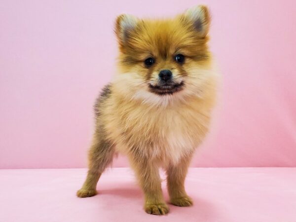 Pomeranian DOG Female Orange 21689 Petland Las Vegas, Nevada