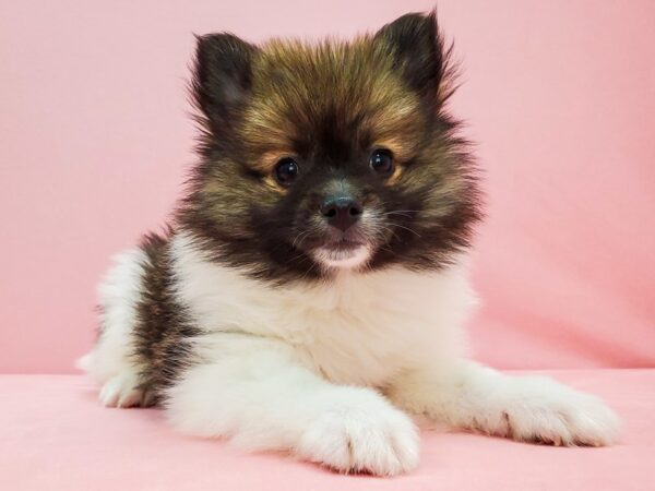 Pomeranian DOG Male Sable 21713 Petland Las Vegas, Nevada