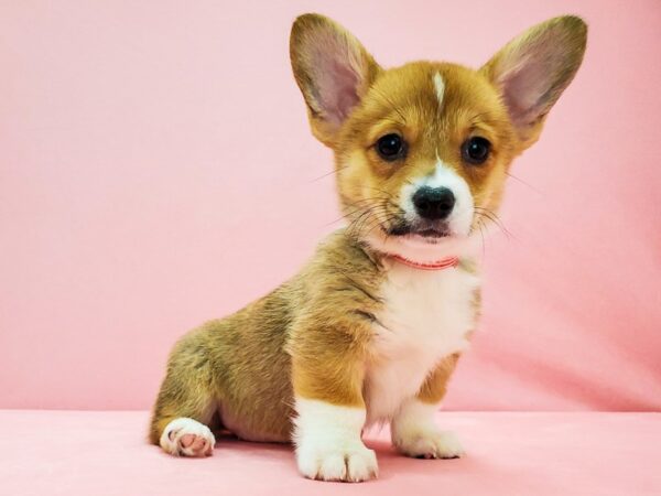 Pembroke Welsh Corgi DOG Female Red / White 21686 Petland Las Vegas, Nevada