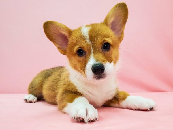 Pembroke Welsh Corgi DOG Female Red / White 21687 Petland Las Vegas, Nevada