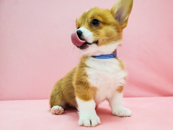 Pembroke Welsh Corgi DOG Male Red / White 21688 Petland Las Vegas, Nevada