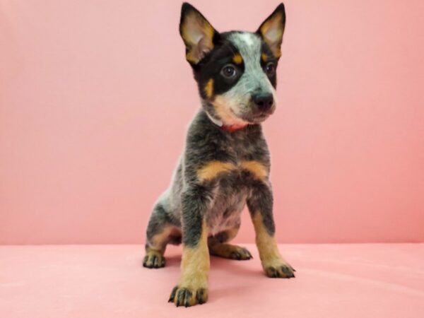 Australian Cattle Dog DOG Female Blue 21682 Petland Las Vegas, Nevada