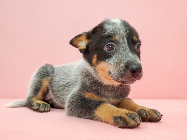 Australian Cattle Dog DOG Male Blue 21683 Petland Las Vegas, Nevada