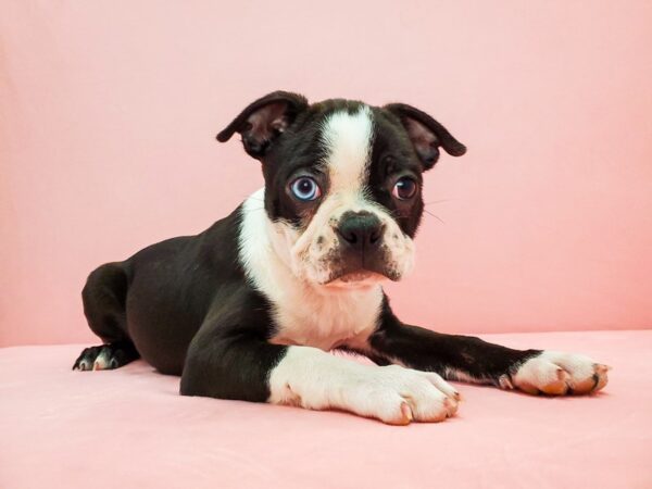 Boston Terrier DOG Male Black and White 21718 Petland Las Vegas, Nevada