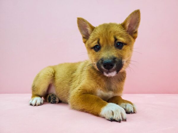 Shiba Inu DOG Male Red 21712 Petland Las Vegas, Nevada