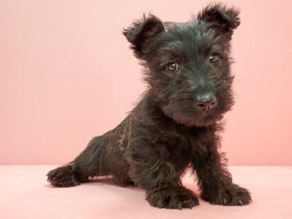 Scottish Terrier DOG Male Black Brindle 21695 Petland Las Vegas, Nevada