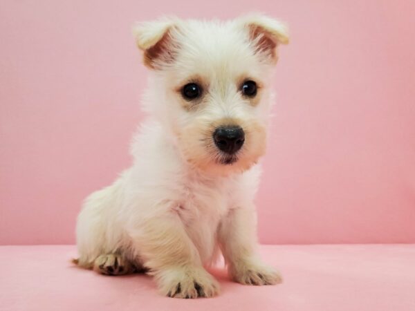 Scottish Terrier-DOG-Female-Wheaten-21694-Petland Las Vegas, Nevada