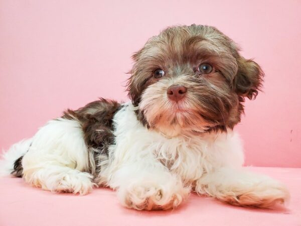 Havanese DOG Female White Chocolate Gold 21705 Petland Las Vegas, Nevada