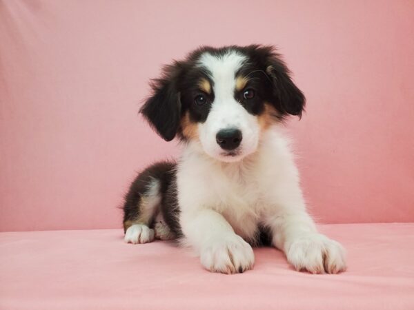 Australian Shepherd DOG Female Black and White 21716 Petland Las Vegas, Nevada