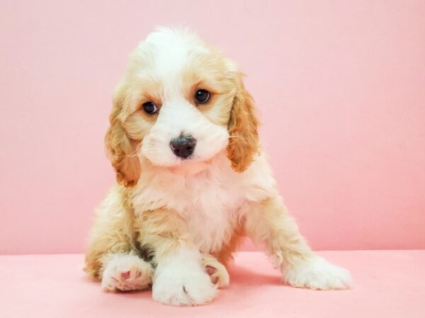 Cocker Spaniel/Poodle DOG Male Apricot 21698 Petland Las Vegas, Nevada