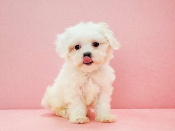 Coton De Tulear DOG Female White 21709 Petland Las Vegas, Nevada