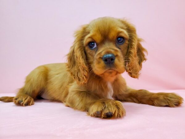 Cavalier King Charles Spaniel DOG Female Ruby 21715 Petland Las Vegas, Nevada