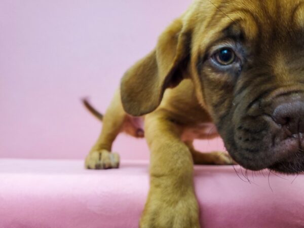 Dogue de Bordeaux DOG Female Mahogany 21710 Petland Las Vegas, Nevada