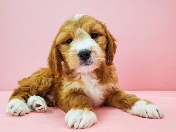 F1 Mini Golden Doodle-DOG-Male-Red-21700-Petland Las Vegas, Nevada