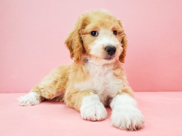 F1B Mini Goldendoodle DOG Female Red 21699 Petland Las Vegas, Nevada