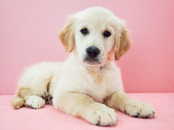 Golden Retriever DOG Female Light Golden 21711 Petland Las Vegas, Nevada