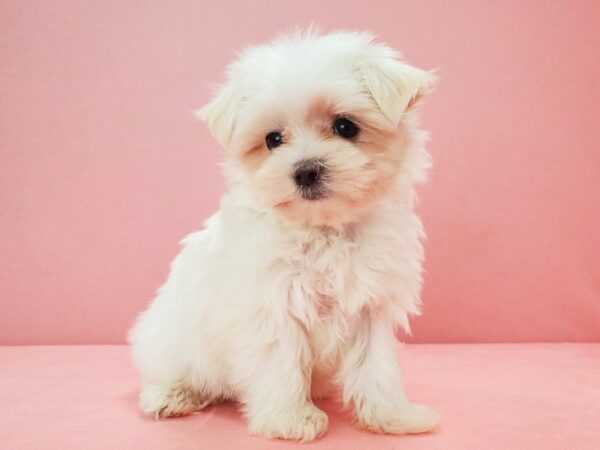 Maltese DOG Female White 21707 Petland Las Vegas, Nevada