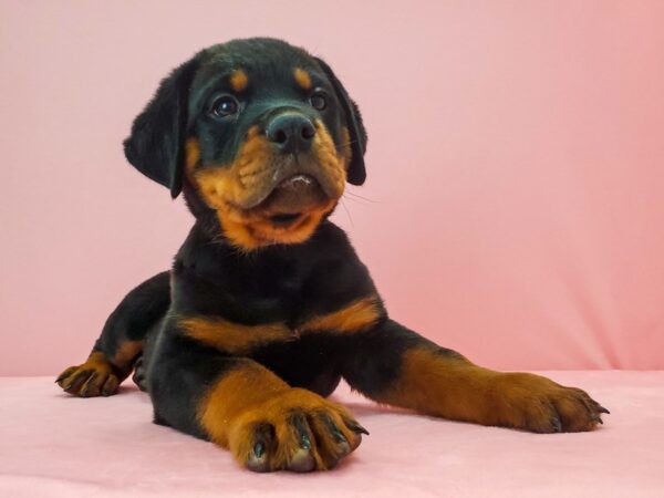 Rottweiler DOG Male Black / Tan 21693 Petland Las Vegas, Nevada