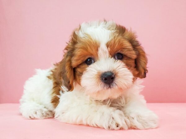 Poodle/Shih Tzu DOG Male White / Red 21704 Petland Las Vegas, Nevada