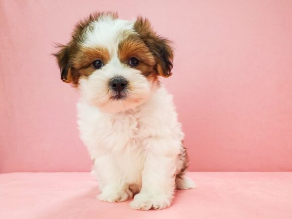 Poodle/Shih Tzu DOG Male White / Red Fawn 21703 Petland Las Vegas, Nevada