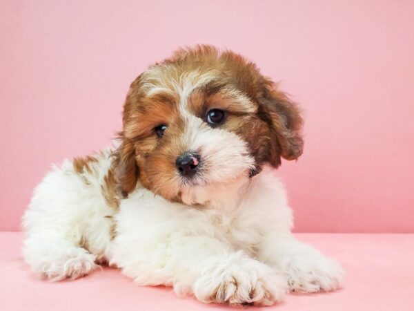 Poodle/Shih Tzu DOG Female White / Red Merle 21702 Petland Las Vegas, Nevada