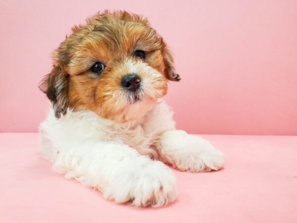 Poodle/Shih Tzu DOG Female White / Red Merle 21701 Petland Las Vegas, Nevada