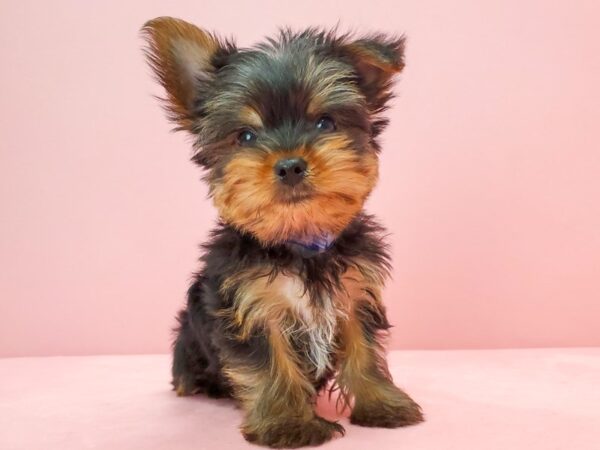 Yorkshire Terrier DOG Male Black / Tan 21697 Petland Las Vegas, Nevada