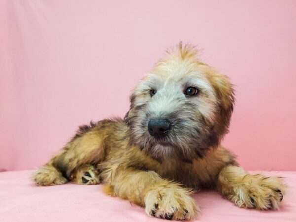 Soft Coated Wheaten Terrier DOG Male Wheaten 21696 Petland Las Vegas, Nevada