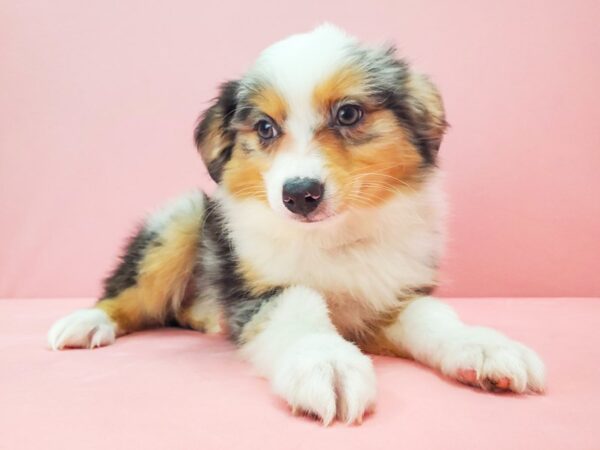 Miniature Australian Shepherd DOG Male TRI-COLOR 21719 Petland Las Vegas, Nevada