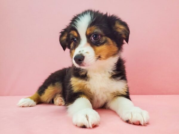 Miniature Australian Shepherd DOG Female TRI-COLOR 21721 Petland Las Vegas, Nevada