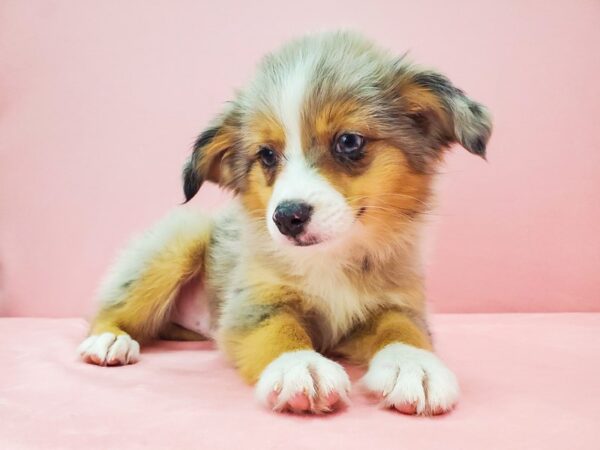 Miniature Australian Shepherd DOG Male BLUE MERLE 21720 Petland Las Vegas, Nevada