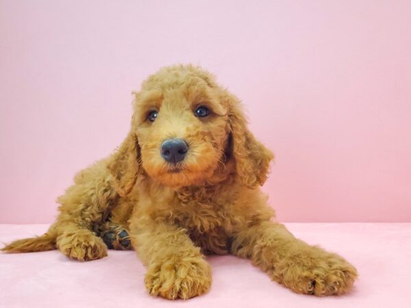 F1B Goldendoodle DOG Female GOLDEN 21723 Petland Las Vegas, Nevada