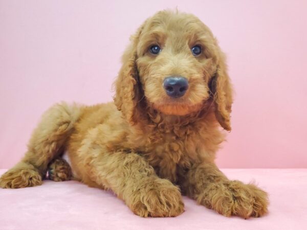 F1B Goldendoodle DOG Male GOLDEN 21722 Petland Las Vegas, Nevada