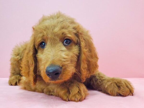 F1B Goldendoodle DOG Female GOLDEN 21724 Petland Las Vegas, Nevada