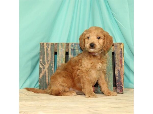 F1B Mini Bernedoodle DOG Male Apricot 21749 Petland Las Vegas, Nevada