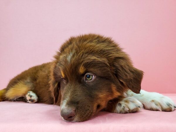 Australian Shepherd DOG Male Red 21733 Petland Las Vegas, Nevada