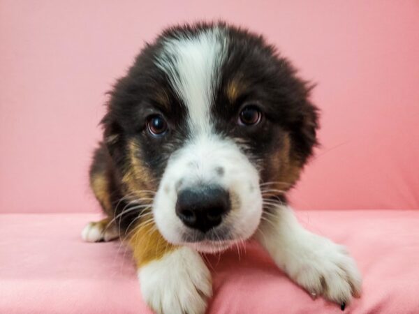 Australian Shepherd DOG Female Black and White 21732 Petland Las Vegas, Nevada