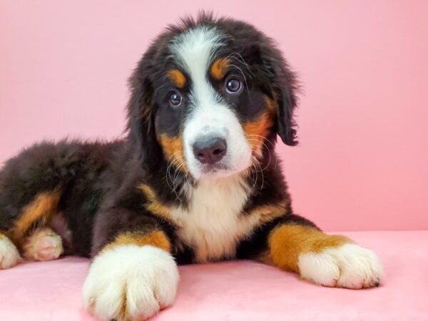 Bernese Mountain Dog DOG Female Black Rust and White 21734 Petland Las Vegas, Nevada