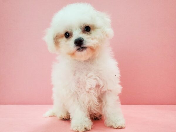 Bichon Frise DOG Female White 21735 Petland Las Vegas, Nevada